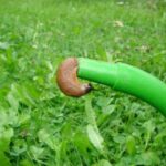 Zbavte zahradu slimáků s mědí a solí: Rychlé a ekologické řešení!