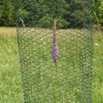 Orchideje v Českém středohoří chrání klece