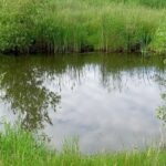 V Byňově vznikla ze zarostlého území louka pro vzácné živočichy a rostliny