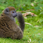 V zoo Plzeň se narodilo desáté mládě kriticky ohroženého rákosového lemura