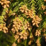 Pyl z plantáží cedru a cypřiše způsobuje v Japonsku epidemii alergií