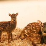 V ostravské zoo se narodilo 12 kolouchů, osm z nich patří k vyhubeným druhům