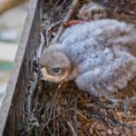 V Zooparku Zájezd se vylíhlo mládě orla savanového, zřejmě jde o první v Evropě