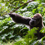 Vědci ve Rwandě testují novou metodu monitorování ohrožených druhů pomocí DNA