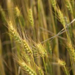 Agronom: Jarní sucho přinese snížení výnosů až o desítky procent