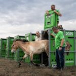 Čtyři hřebci z pražské zoo byli vypuštěni ve Zlaté stepi v Kazachstánu