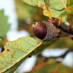 Domácí druhy teplomilných dubů: Můžeme je ve větší míře využít?