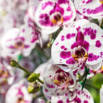 „Jednoduché tajemství krásy orchidejí odhaleno: Proměna pěstebního snažení Martiny za zlomek ceny!“