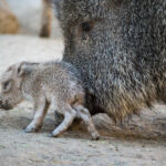 Jihlavská zoo má mládě pekari Wagnerova, druh byl dřív považovaný za vyhynulý