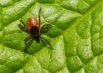 Klíště při sání vylučuje do hostitele látku, která tlumí a zpomaluje imunitní reakci, zjistili jihočeští vědci