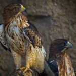 Liberecká zoo má mláďata ohrožených dravců, orla nejmenšího i evropských supů