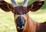 Magazín Experiment z pražské zoo: Co všechno obnáší návrat ohrožených druhů do přírody?