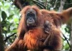 Na Sumatře uhynulo 7 procent populace orangutanů tapanulijských