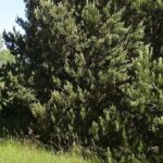 O víkendu mohou lidé navštívit tři plzeňské zahrady - arboretum zaměřené na šlechtění borovic, Luftovu zahradu a areál s mecháriem a šiškáriem