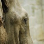 Ostravská zoo si s pražskou vyměnila sloní samce