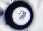 Projekt Debug: Google chce v USA vypustit 64 milionů komárů, aby omezil šíření nebezpečných nemocí