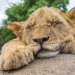Táborská zoologická zahrada postaví záchranné centrum pro teplomilné šelmy