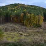V oblastech zasažených kůrovcovou kalamitou je důležité zachovat hydrické funkce lesů