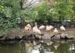 V plzeňské zoo plní nádrže chytrý zavlažovací systém, pracuje s dešťovou vodou i s vodou z řeky