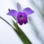 Vědci zjistili, co umožňuje některým orchidejím rozšíření po světě