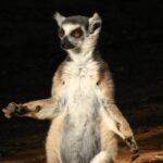 Z ostravské zoo utekl lemur kata, lidé se ho nemají snažit odchytit