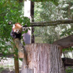 Z výběhu v Zoo Brno utekla panda červená, odchytli ji nedaleko