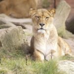 Zlínská zoo přijala lvice zabavené státem, musí proto nově uspořádat chov