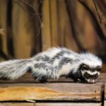 Zoo Dvůr Králové získala malé šelmy zorily, jejich chov v zajetí je ojedinělý