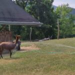 Zoo v Ústeckém kraji instalují mlžítka pro návštěvníky, ochlazují zvířata