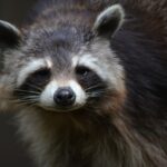 Fotopast potvrdila výskyt invazního mývala severního v CHKO Soutok