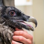 Mládě orlosupa z pražské zoo vypustili chovatelé ve španělské Andalusii