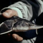 Nový report WWF odhaluje pytláctví na jeseterech v Evropě