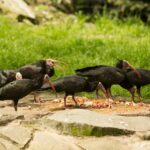 Ostravská zoo se zapojila do záchrany ibisů skalních ve Španělsku