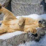 Pražská zoo připravila ledním medvědům led k ochlazení při vysokých teplotách