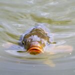 Rybářství Litomyšl kvůli suchu muselo slovit několik rybníků