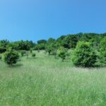 Středočeský kraj rozšíří rezervaci Milská stráň na Rakovnicku