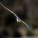 V Austrálii se mezi volně žijícími ptáky šíří virus ptačí chřipky H5N1