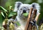 V Japonsku v 18 letech uhynula nejstarší a populární koala