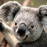 V Japonsku v 18 letech uhynula nejstarší koala, v lidských letech jí bylo 90