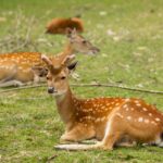 V olomoucké zoo se letos narodilo 11 kolouchů vzácného siky vietnamského