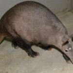 V Olomoucké zoo se narodil mládě vzácně chovaného hrabáče kapského