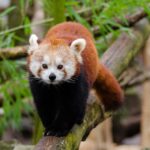 V olomoucké zoo se poprvé narodila mláďata pand červených