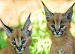 V pražské zoo se narodili dva karakalové