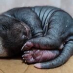 V zoo Dvůr Králové se narodil medojed, jde o jediný odchov na světě za poslední rok