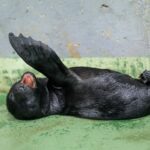 V Zoo Praha se narodilo mládě lachtana, jde o pravnuka slavného Gastona
