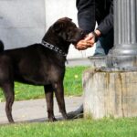 Veterináři varují před dovozy a adopcemi zvířat z oblastí s výskytem vztekliny