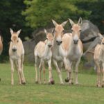 Zoo Ostrava odchovává čtyři mláďata vzácných oslů onagerů
