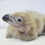 Zoo ve Zlíně, Ostravě a Praze spolupracují při odchovu vzácných druhů supů