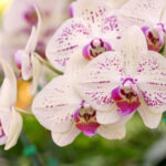 Banánové slupky: Tajemný klíč k okázalé krásce – orchideji!