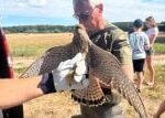 Dnes poštolky a káňata, příště orly a luňáky